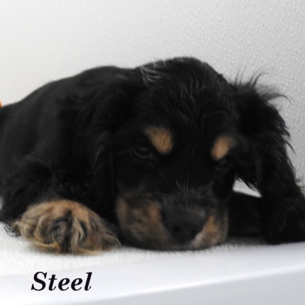 puppy, for, sale, Cocker Spaniel, Joe & Cherri  Overlease, dog, breeder, Miller, MO, dog-breeder, puppy-for-sale, forsale, nearby, find, puppyfind, locator, puppylocator, aca